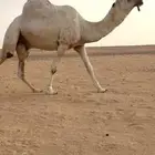 بعير باتلي