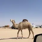 قعود عقابي على عقاب الجليدي جذع تو اثنا