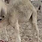 قعدان ثنين تحت امهاتها