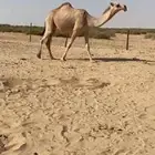 بكره شقحا ككفو وطيبه للبيع