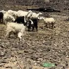 حريات ومعزا. تم البيع