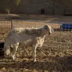 خروف حري جبر وشحم البيع لحم