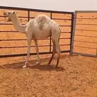 حاشي قعود حشو قصب فل شحم وعلى حليب امه