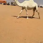 جذعه كفو مبيوع حاشيها