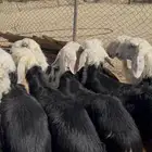 ذبايح نجد بريات فل نظاف