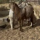 سواكن