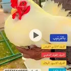 فواخر البراهما الالماني