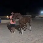 مهره شعبيه فاخرة