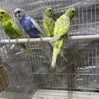 بادجي