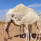 خلفات للبيع