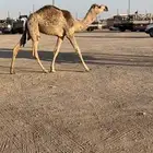 عشرا صفرا تحتها بكره وحوار أوضح ضيار