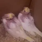 فروخ كروان لاتينو غر