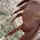 حصان عربي بدون ورق