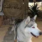 كلب هسكي مفقود و مكافأة مالية لمن يجده