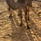 بكره قصب