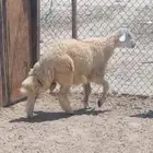 خروف جذع