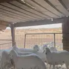 خرفان حريات بريه خاص للزوجات