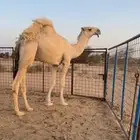 قعود باتلي