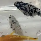 احتاج قروب سمك زينه