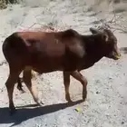 اثنين حسلان للبيع