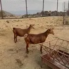 عنزين ماشاء الله