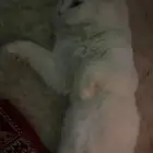 بيع قطط شيرازيه مع الام