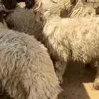 للبيع جذعان نعيم بلدي