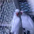 زوج دره البينو منتج