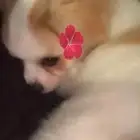 كلب مالتيزر عمره شهرين ونص أليف ولعوب