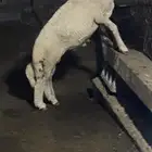 مشروع فحل حري