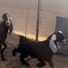 للبيع عنز كفو معها بنتها