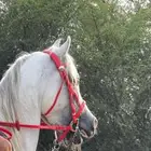 خيل عربي للبيع