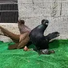 زوج كرنقو tob