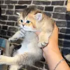 سكوتش كيلت للبيع ( انثى )