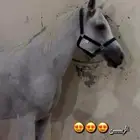 فرس شعبيه شيخه رفيعه تحتها مهر