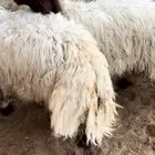 جذعان نعيم كناور