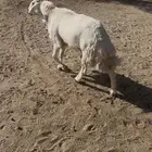 القاعه