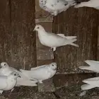 حمام رواعبي مشكل