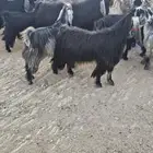 معزا عوراض طيبه