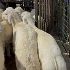 هرافي جبره و خرفان نعيم جزله بلدي