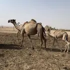 للبيع خلفه