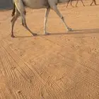 لقحه بكر رمانيه طيبه