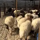 ذبايح نعيم بلدي هرافي