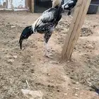 دجاج شامو