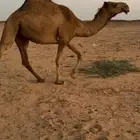 للبيع بكره شعلا كفوو
