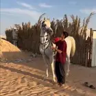 حصان