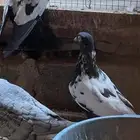 عشة حمام دجي