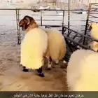 خرفان