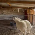 خرفان فل شحم لحم