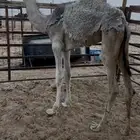بكره للبيع